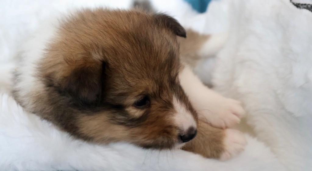 Kyubi Sheperds - Chiots disponibles - Shetland Sheepdog