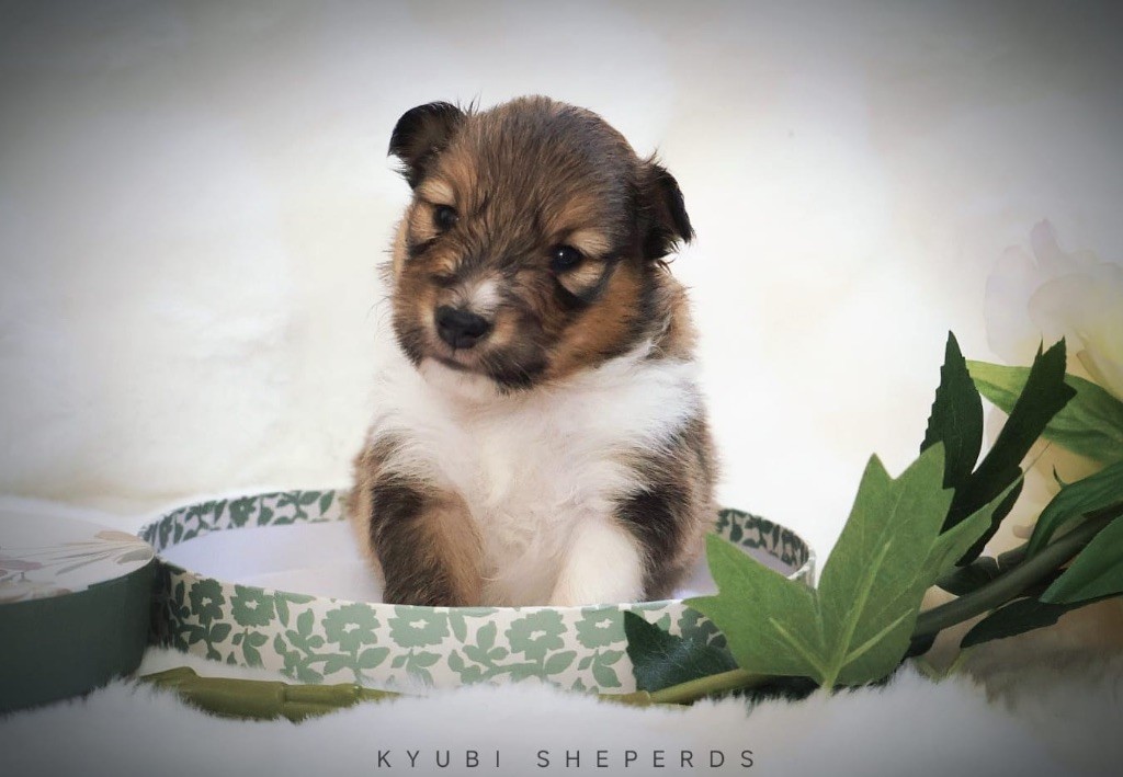 Kyubi Sheperds - Chiots disponibles - Shetland Sheepdog