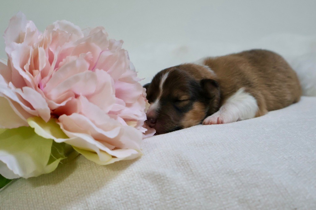 Kyubi Sheperds - Chiots disponibles - Shetland Sheepdog