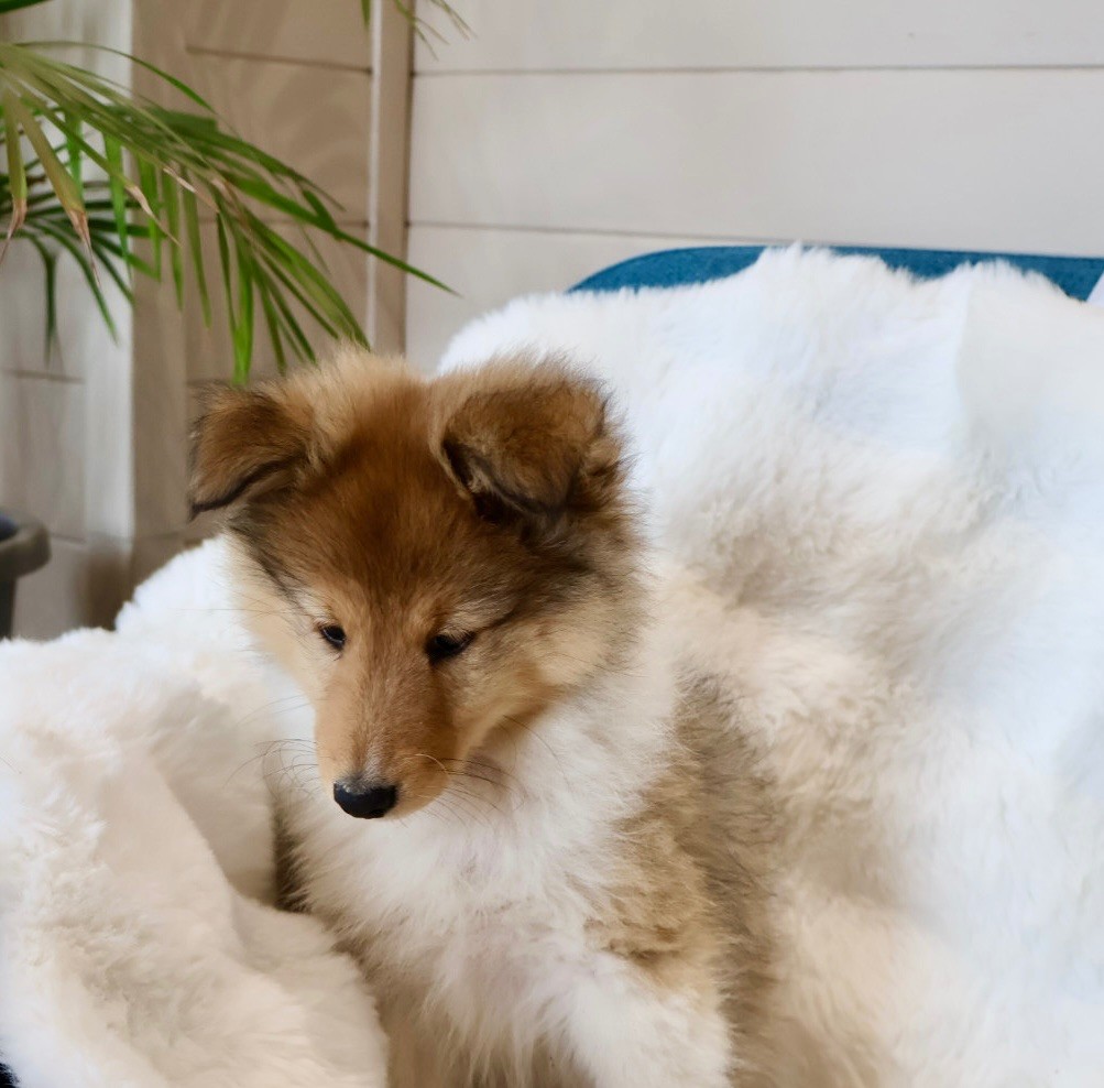 Kyubi Sheperds - Chiots disponibles - Shetland Sheepdog