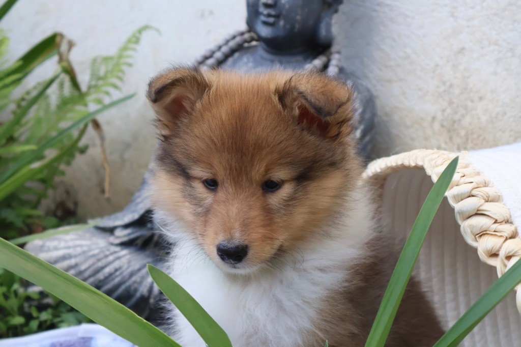 Kyubi Sheperds - Chiots disponibles - Shetland Sheepdog