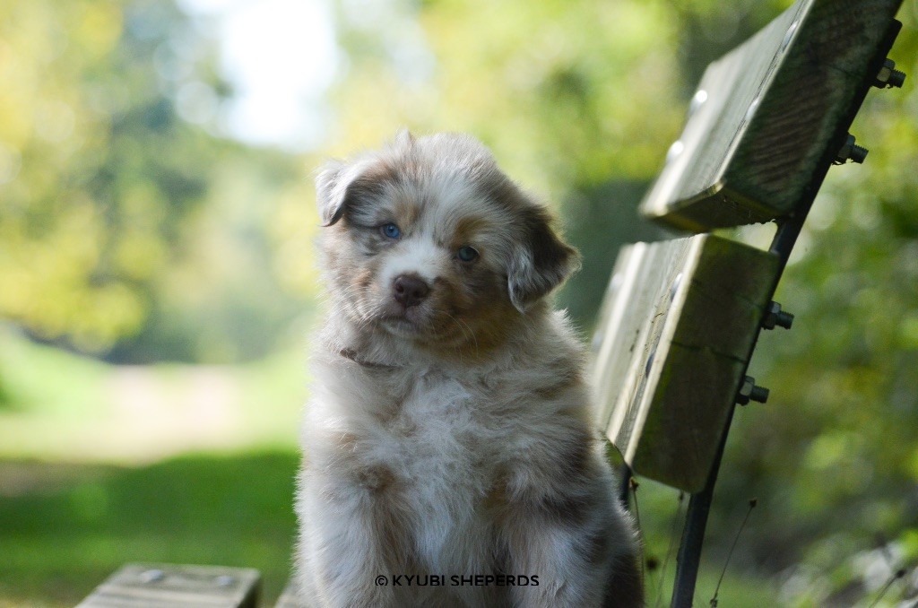 Kyubi Sheperds - Chiots disponibles - Berger Australien