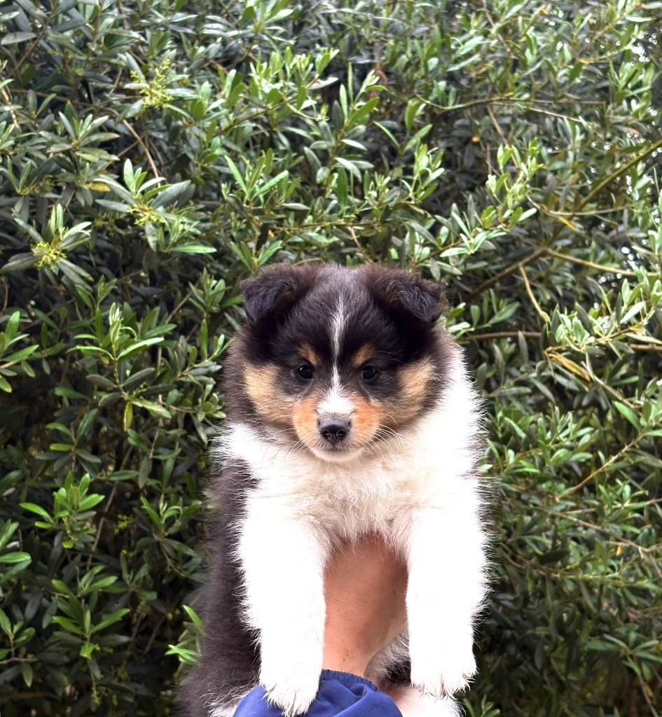 Kyubi Sheperds - Chiots disponibles - Shetland Sheepdog