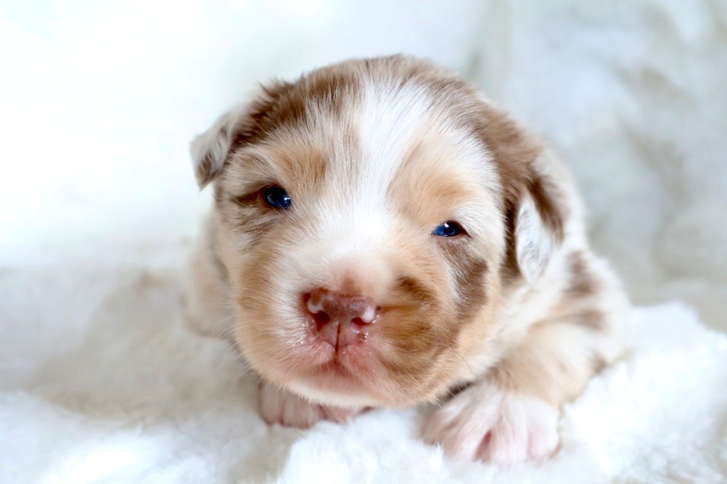 Kyubi Sheperds - Chiots disponibles - Berger Australien