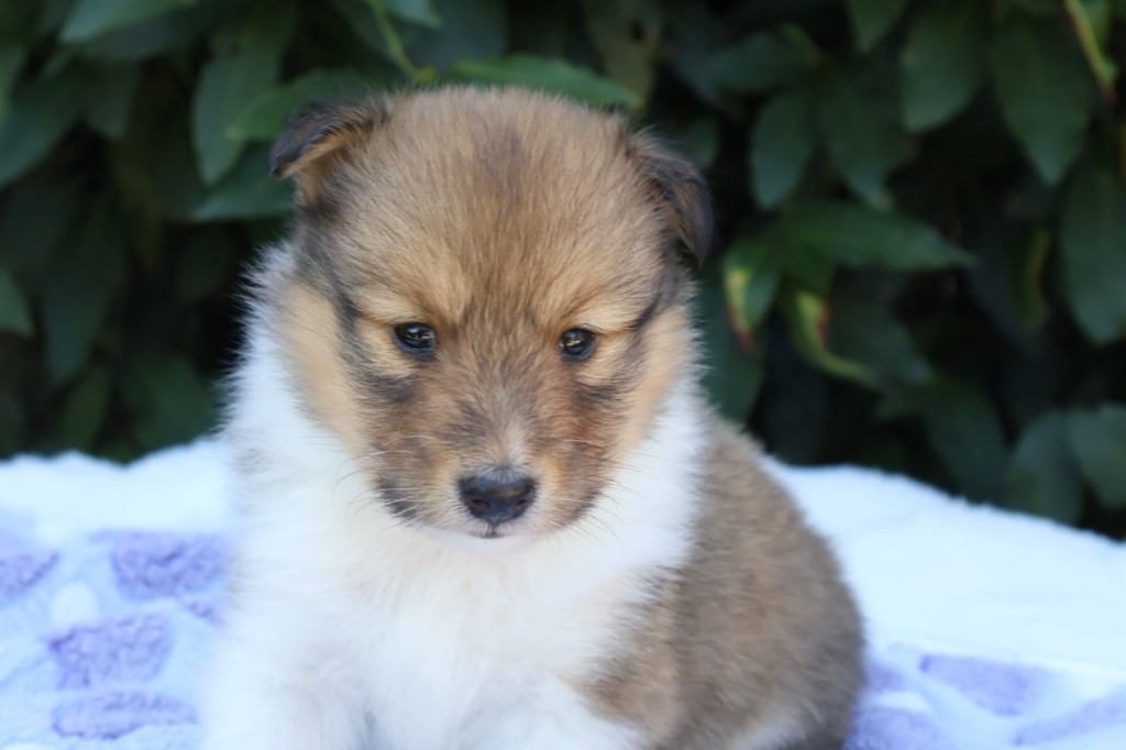 Kyubi Sheperds - Chiots disponibles - Shetland Sheepdog