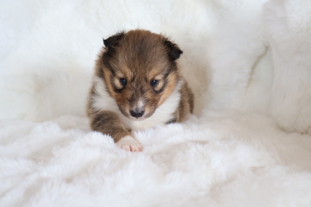 Kyubi Sheperds - Chiots disponibles - Shetland Sheepdog