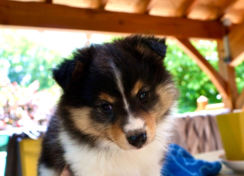 Kyubi Sheperds - Chiots disponibles - Shetland Sheepdog