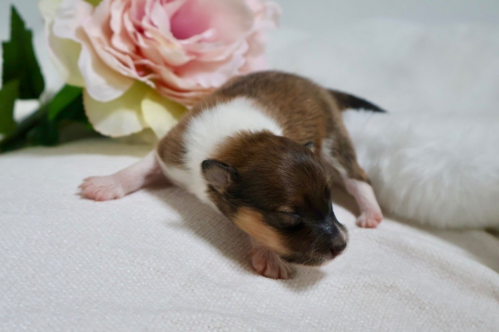 Kyubi Sheperds - Chiots disponibles - Shetland Sheepdog