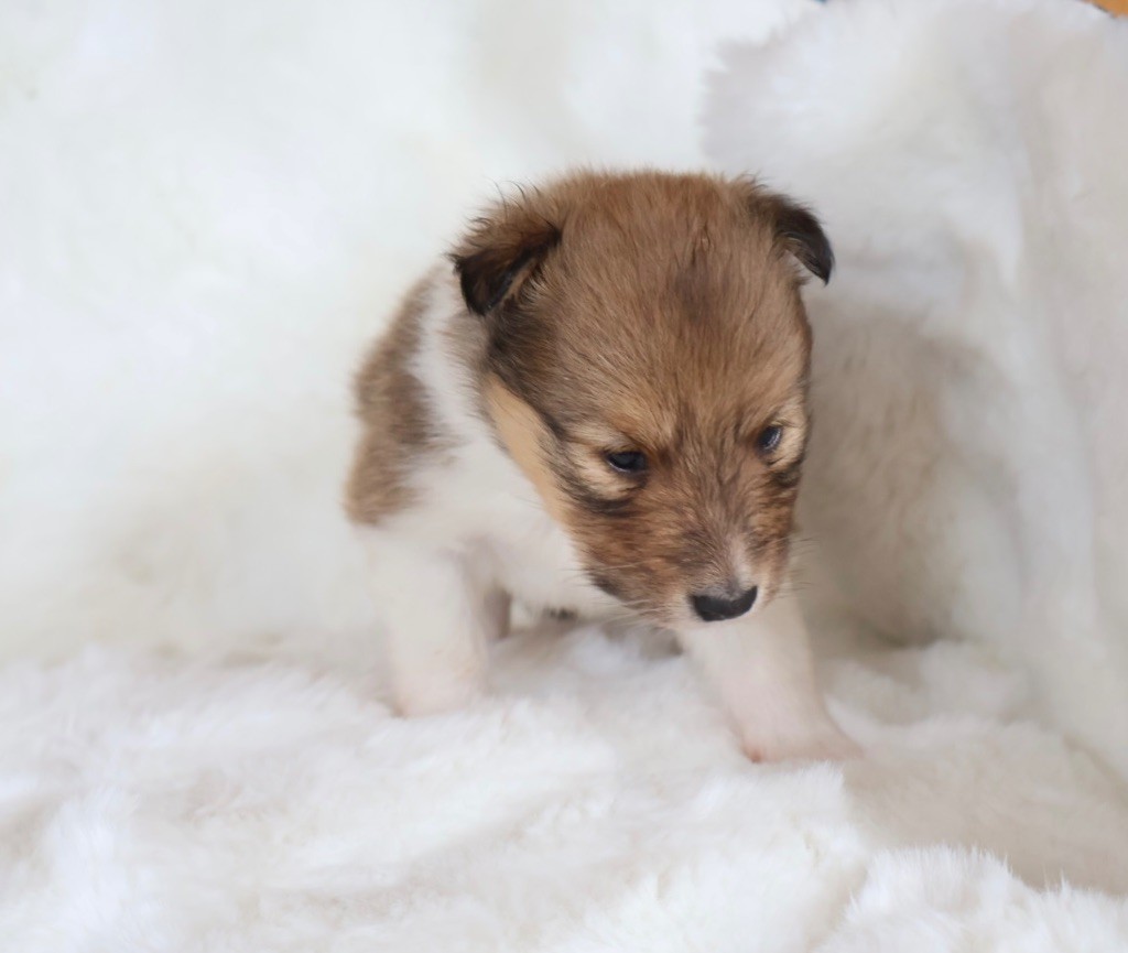 Kyubi Sheperds - Chiots disponibles - Shetland Sheepdog