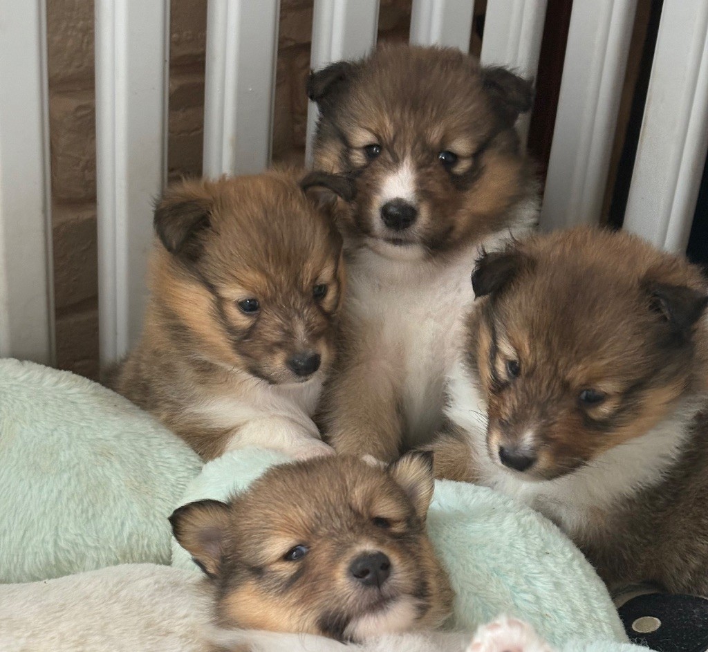 Kyubi Sheperds - Chiots disponibles - Shetland Sheepdog
